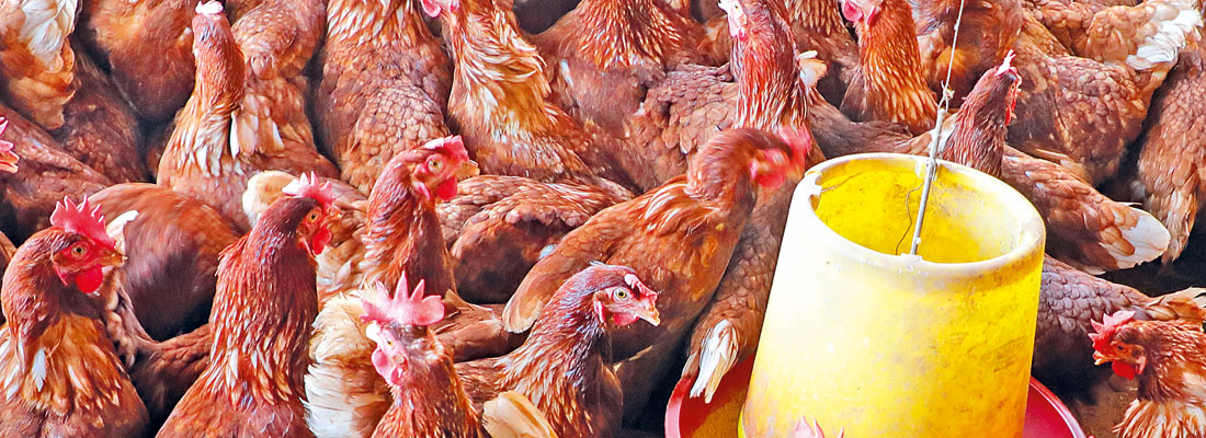 Bird flu scrambles egg imports from India
