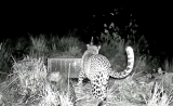 After three days, lost leopard cub reunites with mother