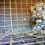 The cub in the cage and right, cub and mother reunited