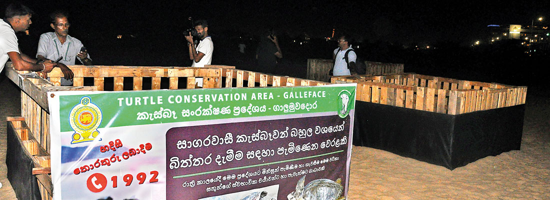 Turtles return to nest on Colombo’s shores in rare event