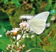 Swarms of butterflies bring a flutter to the hearts of nature lovers