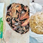The cosmetics were hidden among smuggled dried sea cucumber and cashew