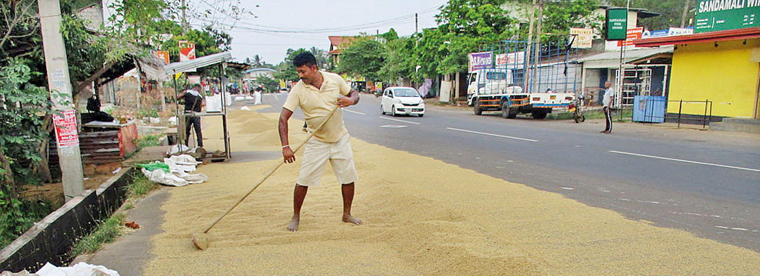 Saving paddy for a rainy day