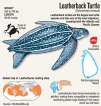 Turtle boom on the southern coasts