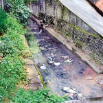 Discarded containers and rubbish: An eye sore   as well as health hazard