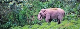 Sinharaja jumbo  emerges; wildlife  officers manage to avert incidents with villagers