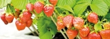 Strawberry cultivation promoted as a home industry