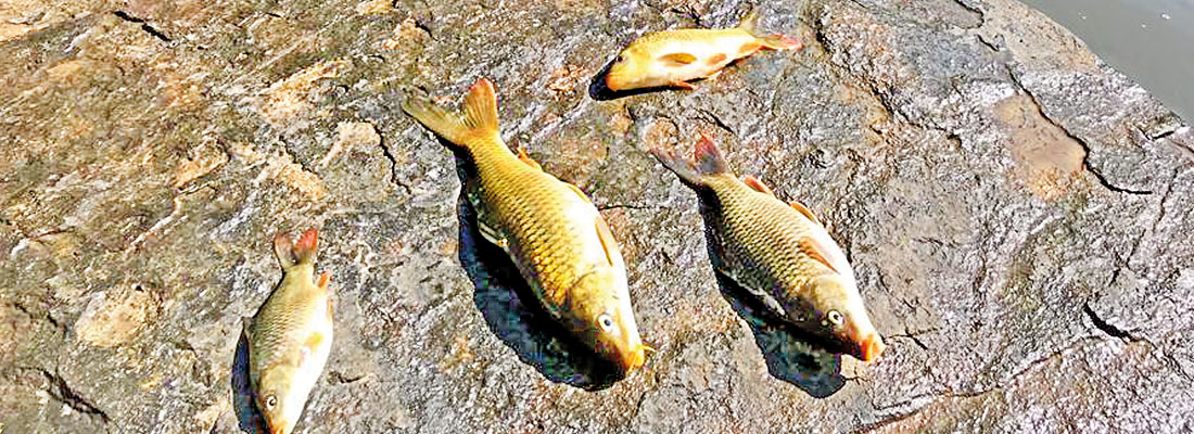 Tests to find out cause of mass fish deaths in Kotmale Oya
