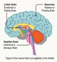 Neuro-biological basis of the concept of non-self (anatta)