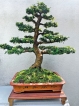 Bonsai Association exhibition Reflections 2023 – Living Images