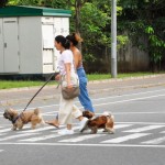 Colombo 7 Law-abiding citizens: Two pooches follow on the pedestrian crossing. Pix by Nilan Maligaspe
