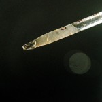Mosquito larvae  in a test tube