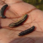 The paddy swarming caterpillar