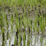 The pests decimate a paddy field overnight