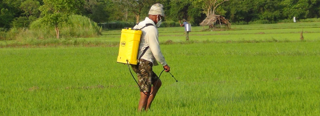 Puttalam farmers faced with two paddy pests