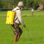 Farmers have been advised to use pesticides to fight the caterpillars (above)