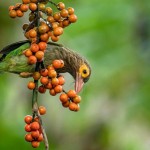 Brown-Headed Barbet with a sharp and loud call is another common garden bird. Pic by Sarath De Vass Gunawardana
