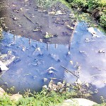 Mosquito breeding ground