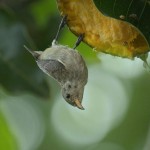 Pale-billed flowerpecker: Sri Lanka’s smallest bird is also a frequent visitor to many home gardens. Pic by Sarath De Vass Gunawardana.