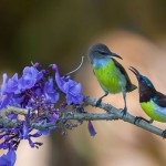 With their continuous tweetings, sunbirds are a beautiful and tuneful addition to a home garden. Pic by Amal Karunathilake