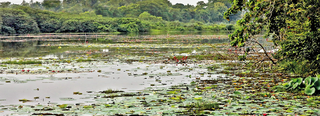 Environment Minister seeks to amend gazette on Thalangama wetland to legalise temple