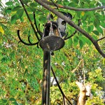 Untrimmed branches trap light