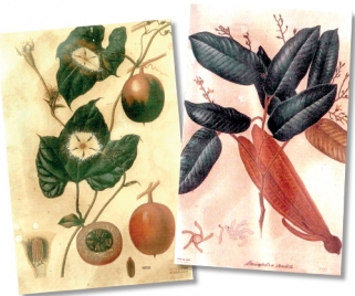 A family famed for botanical illustration now forgotten