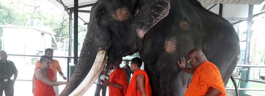 Chief monk claims he did ‘everything’ to heal ‘abused’ tusker