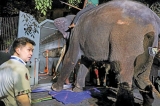 Thailand assures  return of tusker  after full recovery