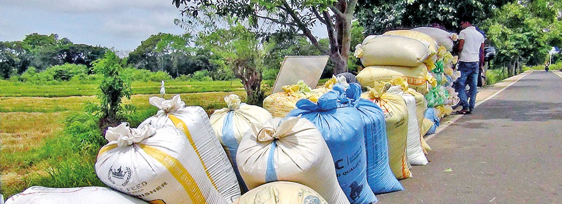 Puttalam farmers charge Govt. doing little while they are forced to sell paddy at low prices