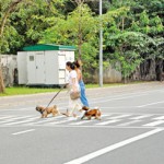 Colombo: In step with their mistresses