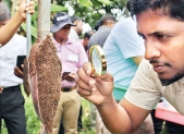 FAO trains 300 agri officers under EU-funded project to boost rice sector