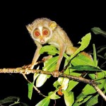 A loris at the arboretum