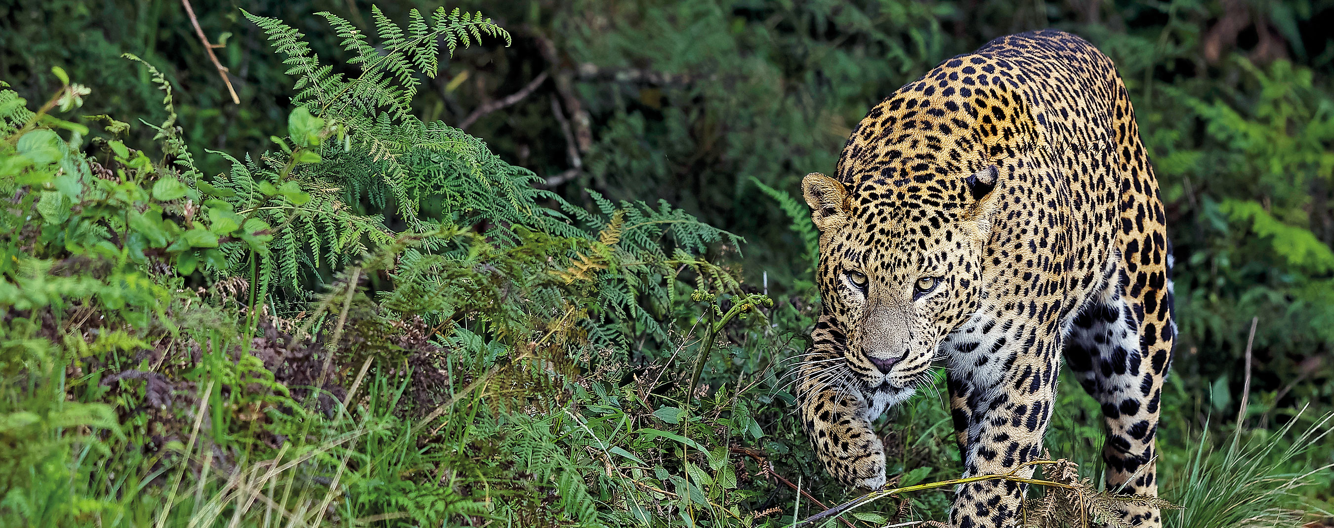 Preventing a human-leopard conflict at Horton Plains
