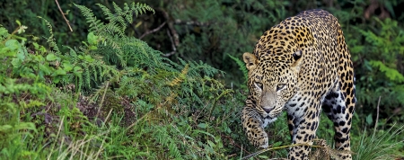 Preventing a human-leopard conflict at Horton Plains