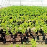 Drip irigated guava plants in a  climate-controlled greenhouse