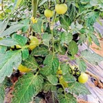 Mulching is done to stop weeds from growing underneath the plants