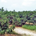 Flat and raised bed citrus cultivation