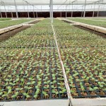 Seedling nursery