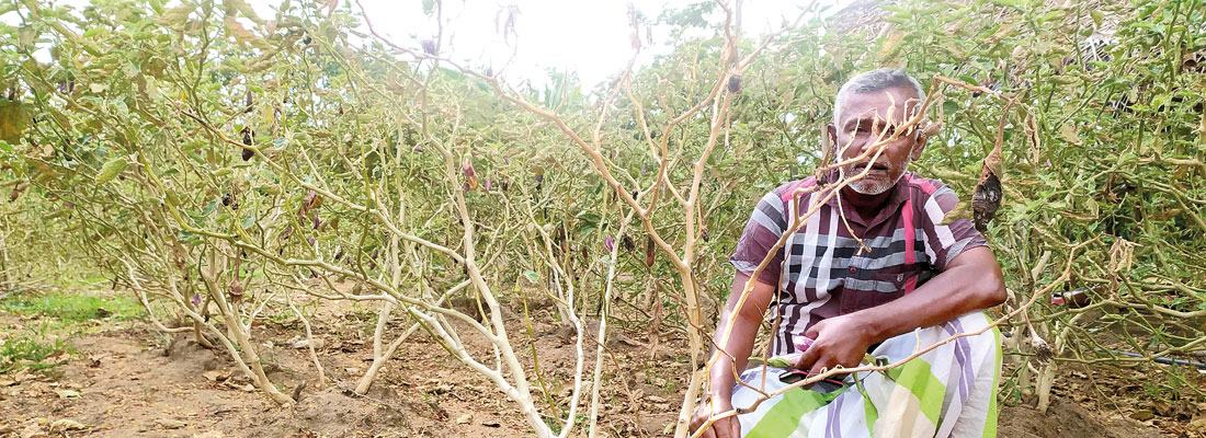 Vegetable farmers in Anamaduwa devastated by pest epidemic