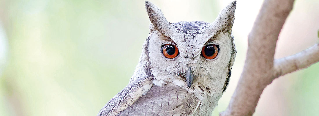 Colombo owl count finds 30 birds
