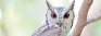 Colombo owl count finds 30 birds