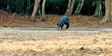 Dried-out watering holes prompt wildlife parks to consider brief closure