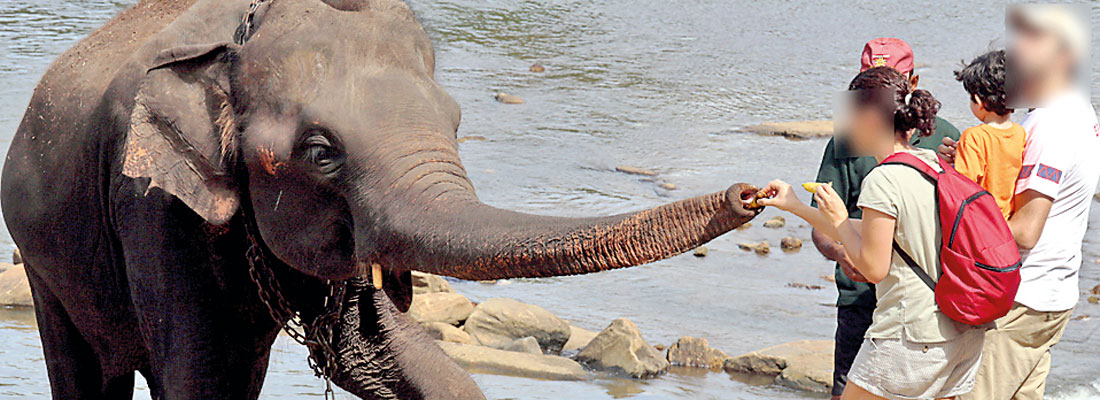 Expert points to “very dangerous” elephant abuse at Pinnawela