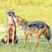 Study reveals decline in Golden Jackal population numbers