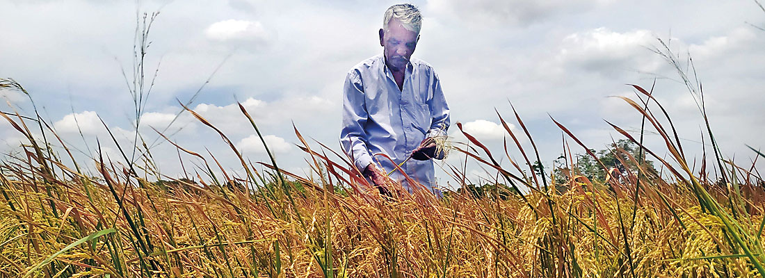 Price of rice set to rise after drought destroys 50,000 acres of farmland