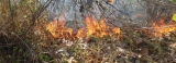 Human activity suspected in dry zone forest fires