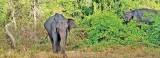 Wildlife experts urge rollout of delayed plan to ease human-elephant conflict
