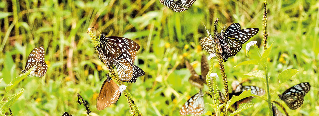 Sri Lanka, a biodiversity hotspot