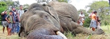 Tusker recovering from gun shot wounds gets electrocuted